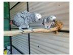 QYY4 African Grey Parrots Birds