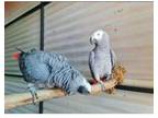 AV4 African Grey Parrots Birds
