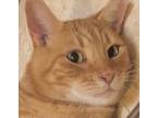 Adopt TEDDY a Tabby, Domestic Short Hair