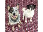 Adopt Teddy & Lisa BONDED PAIR a Australian Cattle Dog / Blue Heeler