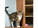 Adopt Gus a Tabby