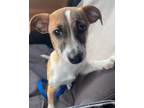 Adopt Phillip a Jack Russell Terrier