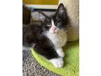 Adopt Pepe, male -- needs a forever home a Domestic Short Hair