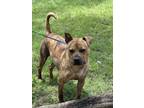 Adopt Zeuse a Pit Bull Terrier