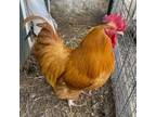 Adopt Junior a Chicken