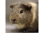 Adopt Bolt a Guinea Pig