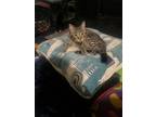 Adopt Fish a Tabby, American Shorthair