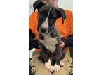 Adopt CHANCE a Brindle - with White Border Collie / Mixed dog in Plano