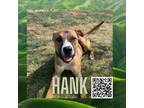 Adopt Hank a Tan/Yellow/Fawn Boxer / Mixed dog in Dickinson, TX (37408846)