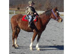 Online Auction - [url removed] - Amazing Bombproof Gaited Trail Riding Pony -