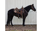 Online Auction - [url removed] - Gorgeous Jet Black Ranch & Trail Riding Gelding