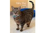 Adopt Baby Blue a Brown Tabby Domestic Shorthair (short coat) cat in Woodward