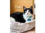 Adopt Pearl a Black & White or Tuxedo Domestic Shorthair (medium coat) cat in