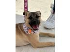 Adopt Mia a Tan/Yellow/Fawn - with Black Black Mouth Cur / Terrier (Unknown