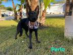 Adopt Perla a Black Dutch Shepherd / Mixed Breed (Medium) / Mixed dog in Chula