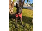 Adopt zaphiro a Black Dutch Shepherd / Mixed dog in Chula Vista, CA (37195517)