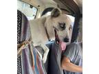 Adopt Biscuit a White - with Tan, Yellow or Fawn Great Pyrenees / Husky / Mixed