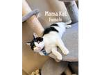 Adopt Mama Kat a Black & White or Tuxedo Domestic Shorthair (medium coat) cat in