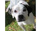Adopt Lilly a White - with Black Dalmatian / Hound (Unknown Type) / Mixed dog in