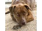 Adopt Phineas a Brown/Chocolate Pit Bull Terrier / Mixed dog in Taos