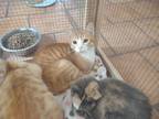 Adopt Tommy a Orange or Red Tabby Abyssinian (short coat) cat in Chula Vista