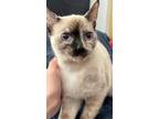 Adopt ALICE a Siamese (short coat) cat in Calimesa, CA (37207130)