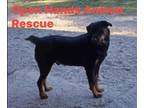Adopt Kirby a Black - with Brown, Red, Golden, Orange or Chestnut Rottweiler /