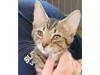 Adopt Meko a Brown or Chocolate Domestic Shorthair / Domestic Shorthair / Mixed