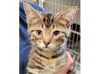 Adopt Maxwell a Brown or Chocolate Domestic Shorthair / Domestic Shorthair /