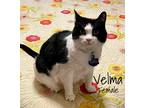 Adopt Velma a Black & White or Tuxedo Domestic Shorthair (medium coat) cat in