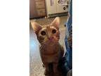 Adopt Benjamin a Orange or Red American Shorthair (short coat) cat in Howey in