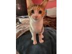 Adopt Pebbles a Calico or Dilute Calico American Shorthair (short coat) cat in