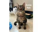 Adopt Bentley a Brown Tabby Domestic Shorthair (short coat) cat in Woodward