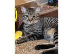 Adopt Roo a Gray, Blue or Silver Tabby American Shorthair (short coat) cat in