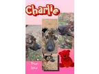 Adopt CHARLIE a Brindle American Staffordshire Terrier / Great Dane dog in