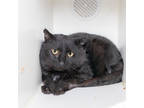 Adopt Orson a All Black Domestic Shorthair / Domestic Shorthair / Mixed cat in