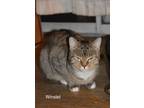 Adopt Winslet a Brown Tabby Domestic Shorthair / Mixed (short coat) cat in