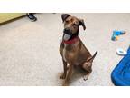Adopt Bruno a Brown/Chocolate - with Black Mixed Breed (Large) / Mixed dog in