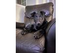 Adopt Hocus a Black Labrador Retriever / Mixed dog in Niagara Falls