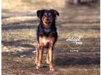 Adopt Sofia a Brown/Chocolate - with Black Australian Shepherd / Mixed dog in