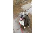 Adopt Dunkaroo a Gray/Silver/Salt & Pepper - with White Pit Bull Terrier / Mixed