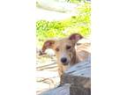 Adopt Sparrow a Tan/Yellow/Fawn - with White Basset Hound / Shepherd (Unknown