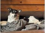 Adopt Lane a Tricolor (Tan/Brown & Black & White) Rat Terrier / Mixed dog in