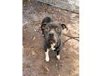 Adopt Nola a Black - with White Pit Bull Terrier / Mixed Breed (Medium) / Mixed