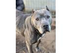 Adopt Sistine a Gray/Blue/Silver/Salt & Pepper Pit Bull Terrier / Mixed Breed