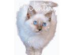 Adopt Snow a White (Mostly) Ragdoll (long coat) cat in Sacramento, CA (37064506)