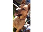 Adopt Jack a Red/Golden/Orange/Chestnut - with Black German Shepherd Dog /