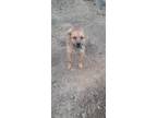 Adopt Toby a Red/Golden/Orange/Chestnut German Shepherd Dog / Chow Chow / Mixed