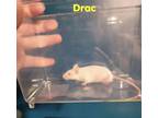 Adopt Drac a White Mouse (short coat) small animal in Sharon Center