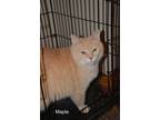 Adopt Mabel a Cream or Ivory (Mostly) Domestic Shorthair / Mixed (short coat)